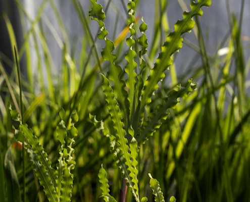 Freesia viridsi